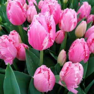 Тюльпан Белль Сонг 500 цибулин розмір 12+