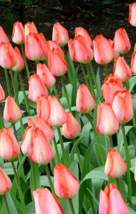 Тюльпан Біг Чиф 25 цибулин розмір 10/11