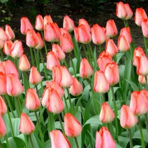 Тюльпан Біг Чиф 25 цибулин розмір 10/11