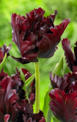 Тюльпан Блек Перрот 500 цибулин розмір 12+