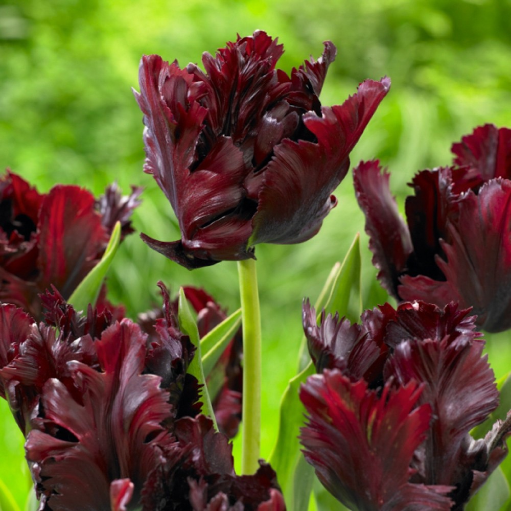 Тюльпан Блек Перрот 500 цибулин розмір 12+