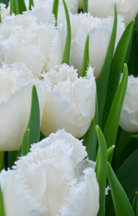 Тюльпан Кембридж 500 цибулин розмір 12+