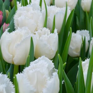 Тюльпан Кембридж 500 цибулин розмір 12+