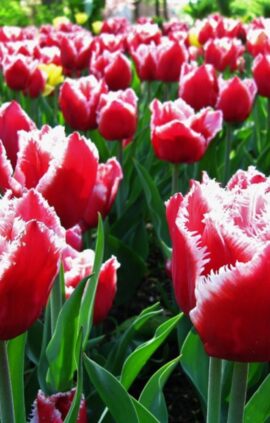 Тюльпан Канаста упаковка 30 цибулин розмір 10/11