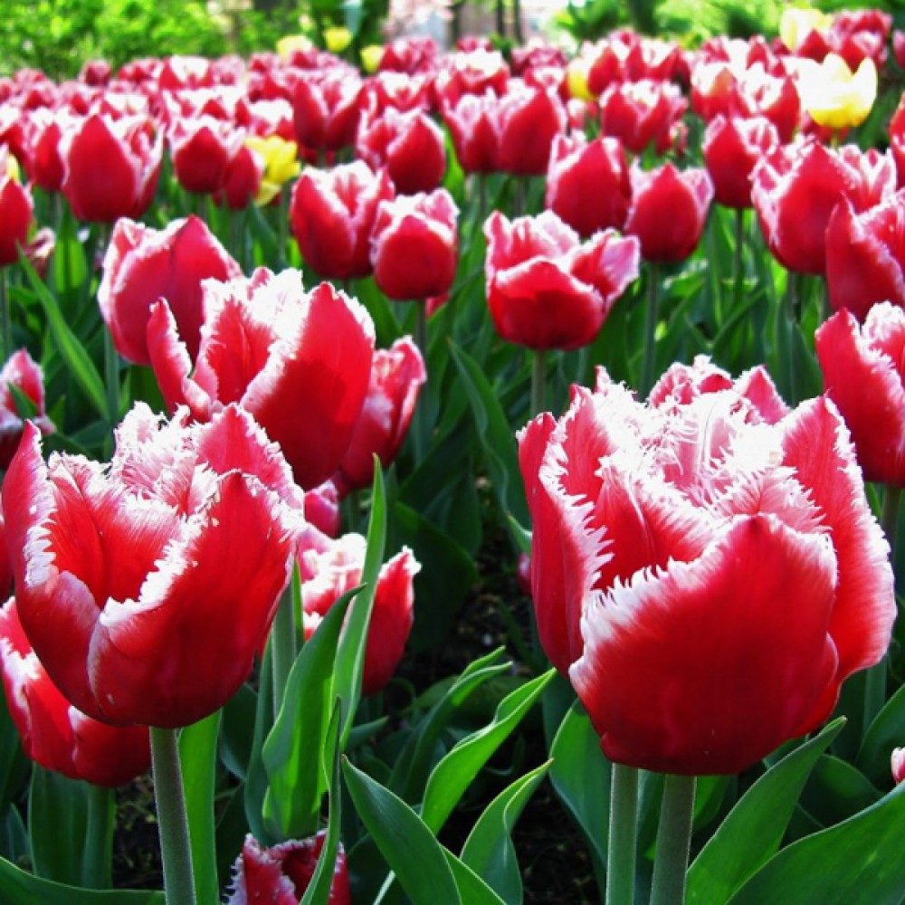 Тюльпан Канаста упаковка 30 цибулин розмір 10/11