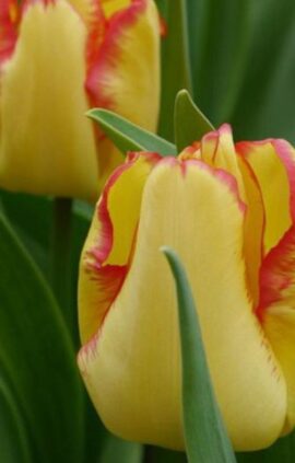 Тюльпан Кейп Таун 500 цибулин розмір 12+