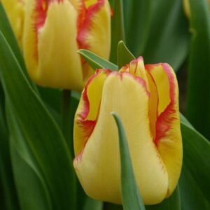 Тюльпан Кейп Таун 500 цибулин розмір 12+