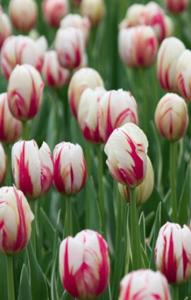 Тюльпан Карнавал де Ріо 500 цибулин розмір 12+