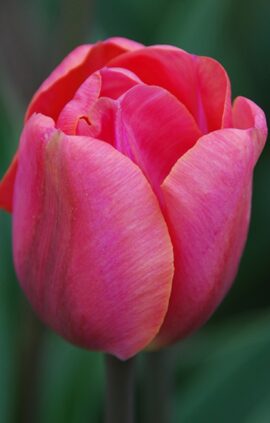 Тюльпан Карола 500 цибулин розмір 12+