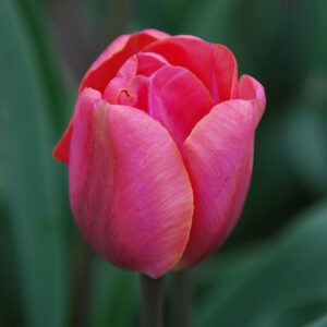 Тюльпан Карола 500 цибулин розмір 12+