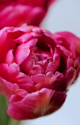 Тюльпан Шато 500 цибулин розмір 12+