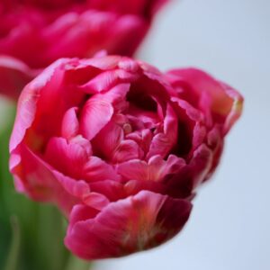 Тюльпан Шато 500 цибулин розмір 12+