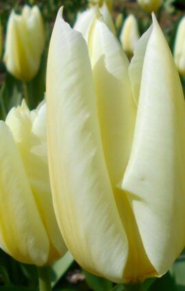 Тюльпан Чірс 500 цибулин розмір 12+