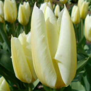 Тюльпан Чірс 500 цибулин розмір 12+