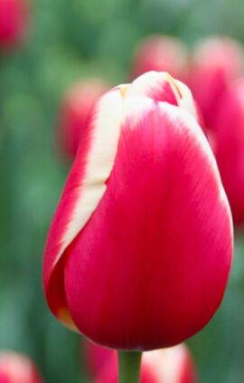 Тюльпан Крістмас Гіфт 500 цибулин розмір 12+