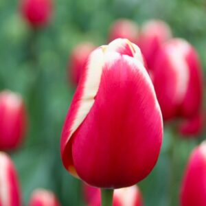 Тюльпан Крістмас Гіфт 500 цибулин розмір 12+