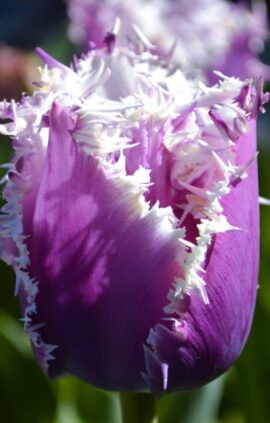 Тюльпан Каммінс упаковка 30 цибулин розмір 10/11