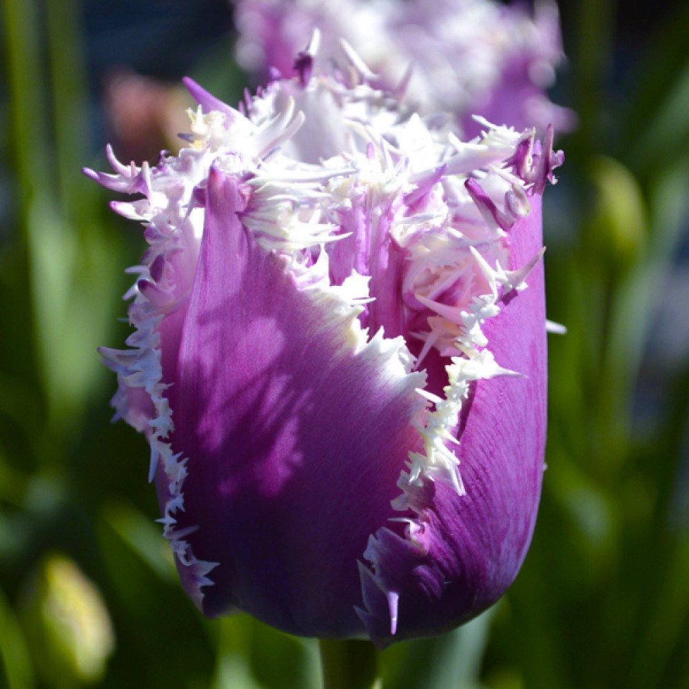 Тюльпан Каммінс упаковка 30 цибулин розмір 10/11