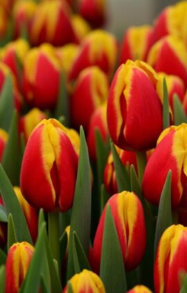 Тюльпан Денмарк 500 цибулин розмір 12+