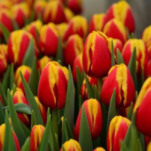 Тюльпан Денмарк 500 цибулин розмір 12+