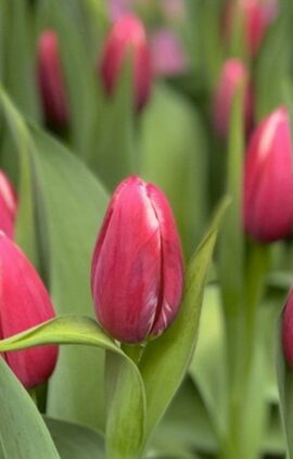 Тюльпан Даунтаун 500 цибулин розмір 12+