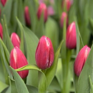 Тюльпан Даунтаун 500 цибулин розмір 12+