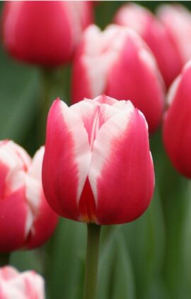 Тюльпан Таймлесс 500 цибулин розмір 12+