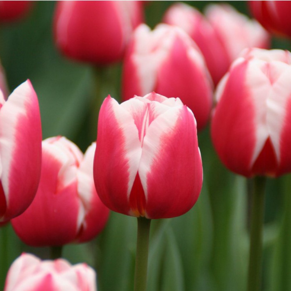 Тюльпан Таймлесс 500 цибулин розмір 12+