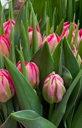 Тюльпан Флеш Поінт 500 цибулин розмір 12+