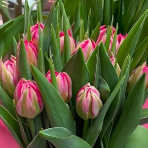 Тюльпан Флеш Поінт 500 цибулин розмір 12+