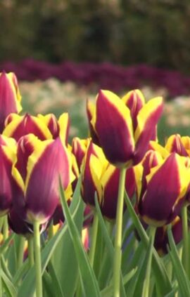 Тюльпан Гавота 500 цибулин розмір 12+