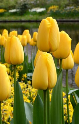 Тюльпан Голден Парад 500 цибулин розмір 12+