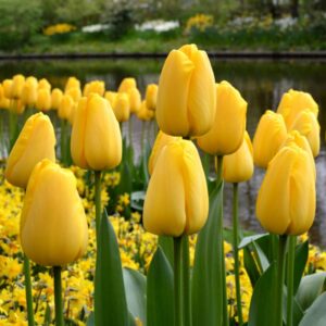 Тюльпан Голден Парад 500 цибулин розмір 12+