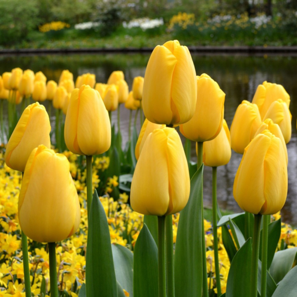 Тюльпан Голден Парад 500 цибулин розмір 12+