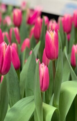 Тюльпан Кадіма 500 цибулин розмір 12+