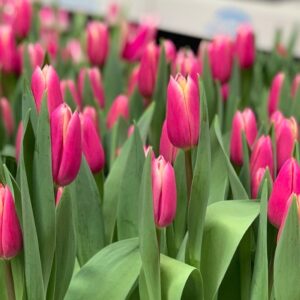 Тюльпан Кадіма 500 цибулин розмір 12+