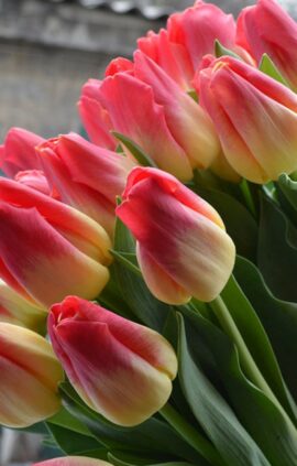 Тюльпан Матч 500 цибулин розмір 12+