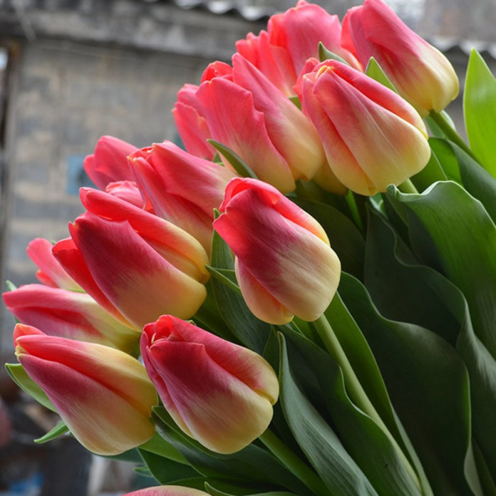 Тюльпан Матч 500 цибулин розмір 12+