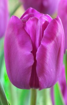 Тюльпан Мілка 500 цибулин розмір 12+