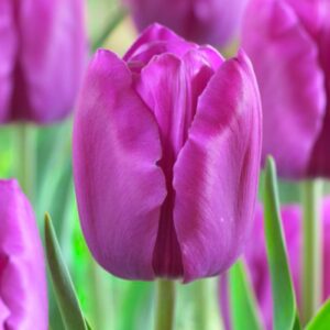 Тюльпан Мілка 500 цибулин розмір 12+