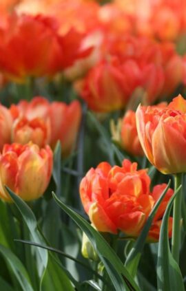 Тюльпан Монте Оранж 500 цибулин розмір 12+