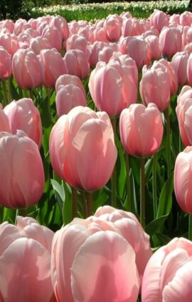 Тюльпан Салмон Імпрешн 500 луковиц розмір 12+