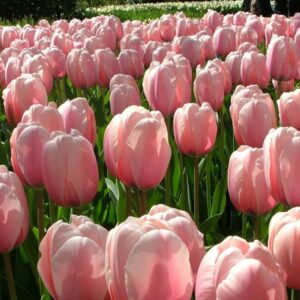 Тюльпан Салмон Імпрешн 500 луковиц розмір 12+