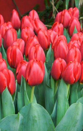 Тюльпан Суррендер 500 цибулин розмір 12+