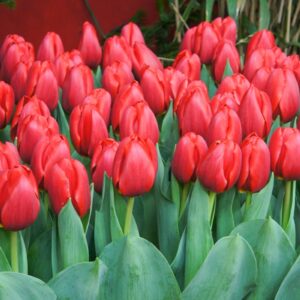 Тюльпан Суррендер 500 цибулин розмір 12+