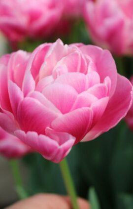 Тюльпан Вог 500 цибулин розмір 12+