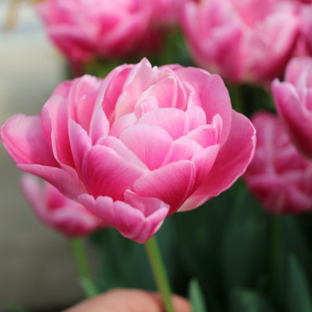 Тюльпан Вог 500 цибулин розмір 12+