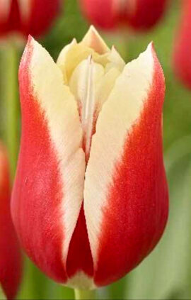 Тюльпан Дельта Квін 500 цибулин розмір 12+