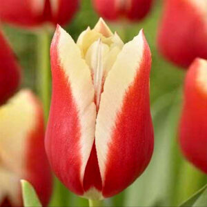 Тюльпан Дельта Квін 500 цибулин розмір 12+