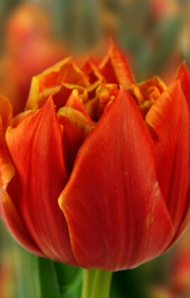 Тюльпан Едішен 500 цибулин розмір 12+